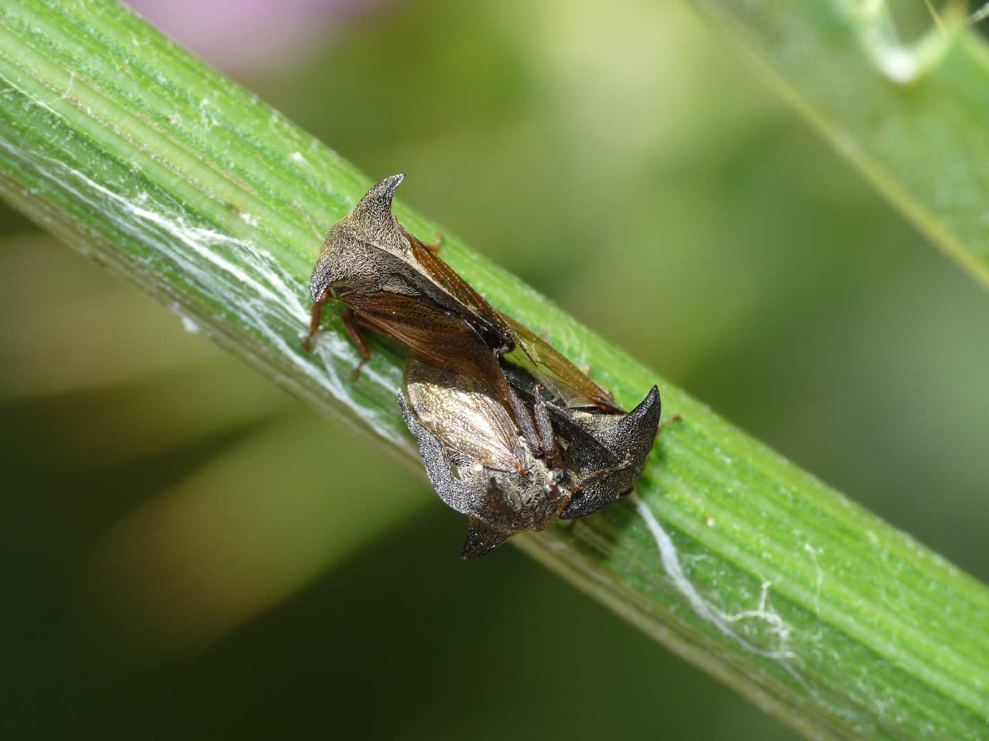 Centrotus cornutus in accoppiamento